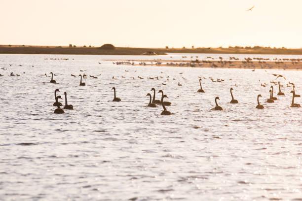 istock Bird Diversity from South Australia's RAMSAR Coorong 868026260