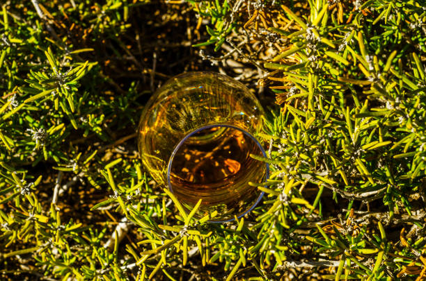 único whisky de malte em vidro das plantas na pedra, bebo em uma pedra natural - scotch on the rock - fotografias e filmes do acervo