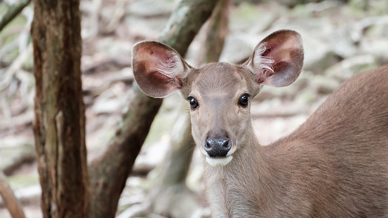 close up head of deer in open zoo, Thailand, Morning sun.