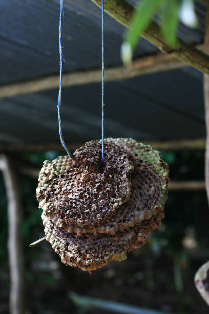 istock honeycomb hanging In the home 868032756