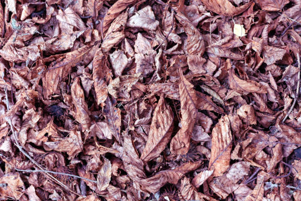 istock Dry leaves on the floor background. 868033078