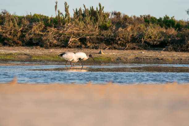 istock Bird Diversity from South Australia's RAMSAR Coorong 868034248