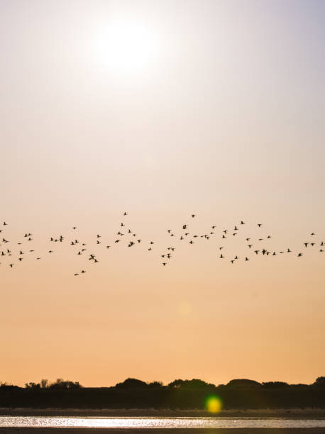 istock Bird Diversity from South Australia's RAMSAR Coorong 868034376