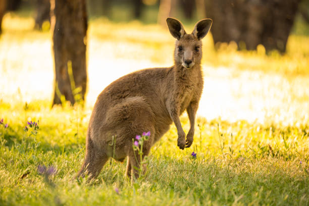 schöne beuteltier australian eastern grey kangaroo badet im nachmittag licht - kangaroo outback australia sunset stock-fotos und bilder