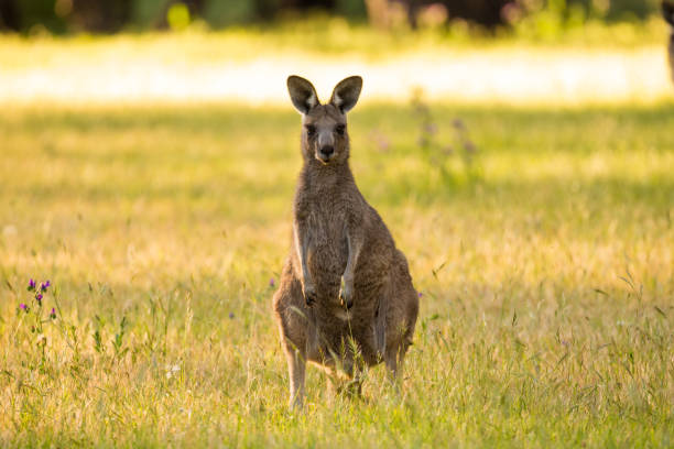 istock Beautiful Marsupial Australian Eastern Grey Kangaroo bathes in the afternoon light 868036554
