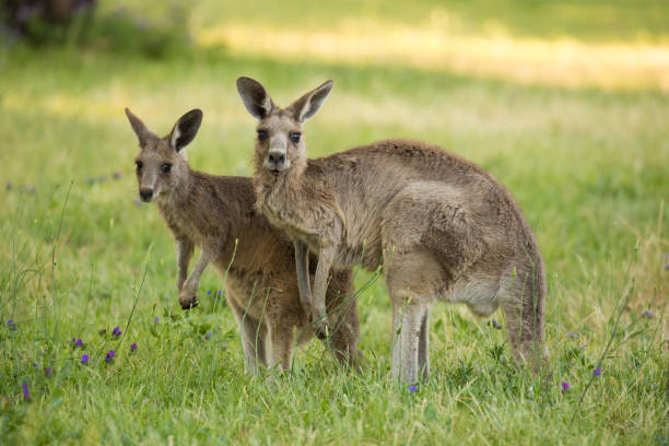 istock Two Beautiful Marsupial Australian Eastern Grey Kangaroo bathes in the afternoon light 868036562