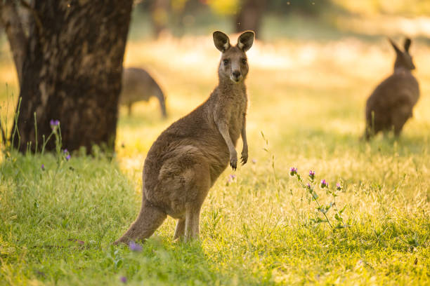 istock Beautiful Marsupial Australian Eastern Grey Kangaroo bathes in the afternoon light 868036612