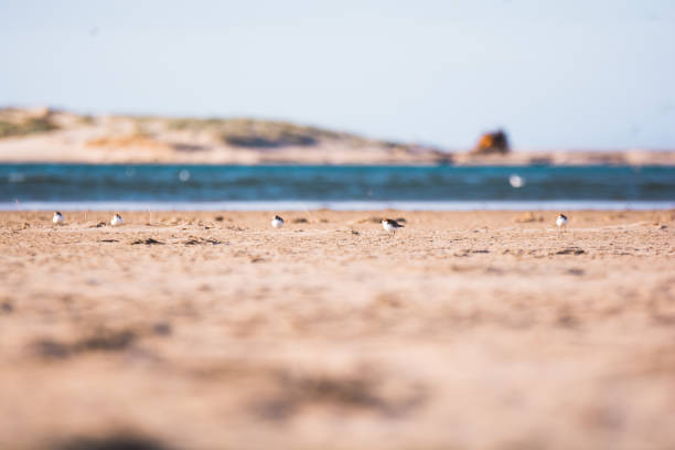 The area is home to a vast diversity of fauna species that can be found here year-round, as well as migratory species that visit annually. There are many rare and endangered species.