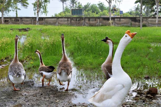 istock Chinese geese along the water with green pasture 868036882