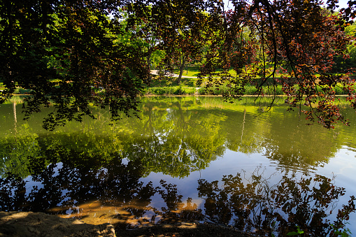Washington Park Albany NY reflections of trees in pond