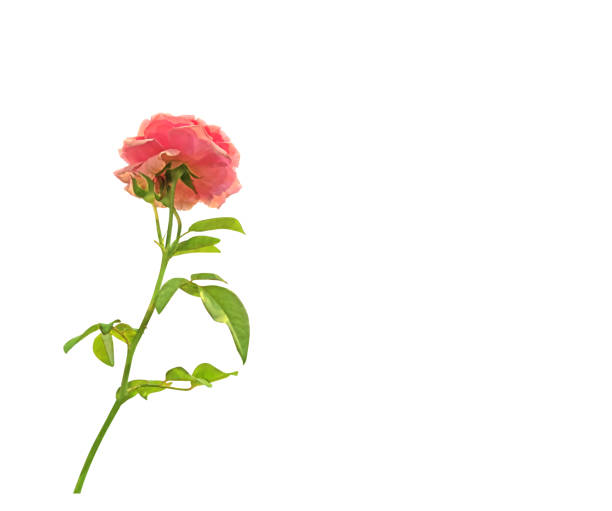 istock Under View of Pink Flower on White Background, Clipping Path 868040832