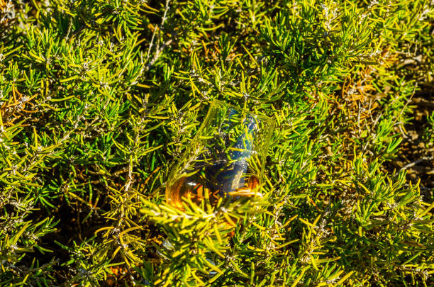 único whisky de malte em vidro das plantas na pedra, bebo em uma pedra natural - scotch on the rock - fotografias e filmes do acervo