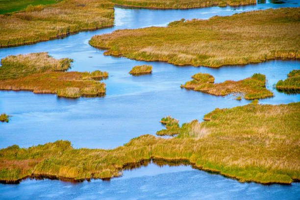 istock Colorful Reed on the lake 868041224