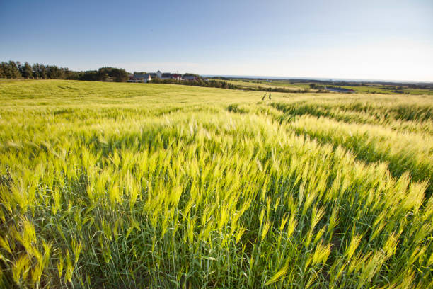 field of barley - barley grass fotos imagens e fotografias de stock