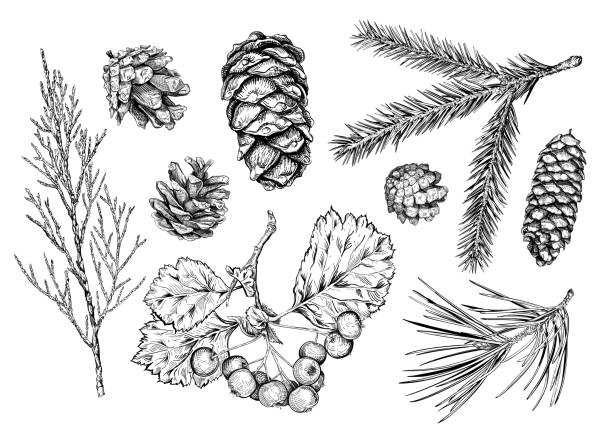 세트 중 손 드로잉 비종교 - pine branch pine tree pine cone stock illustrations