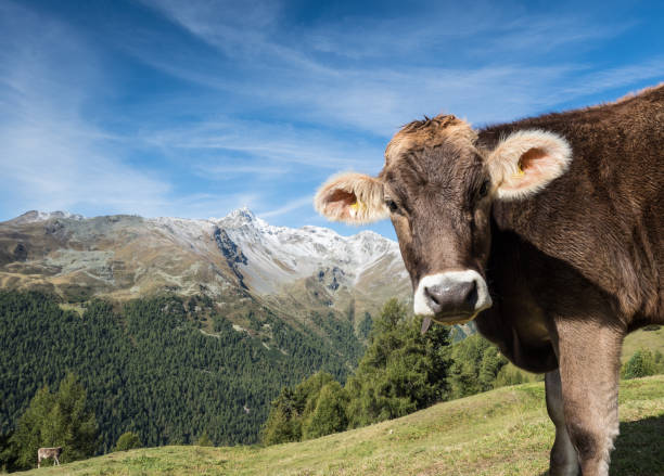 istock Cow in the Alps 868044498