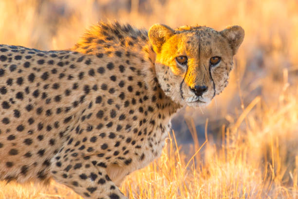 istock Cheetah in the Etosha National Park, Namibia 868044860