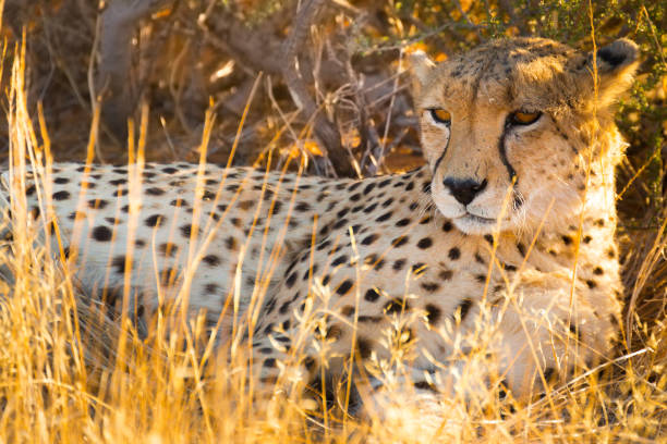 istock Cheetah in the Etosha National Park, Namibia 868044992