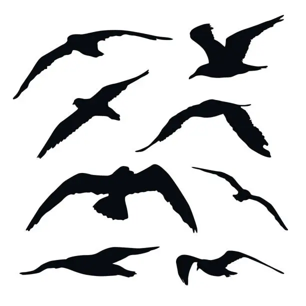 Vector illustration of Set of flying seagull silhouettes isolated on white background