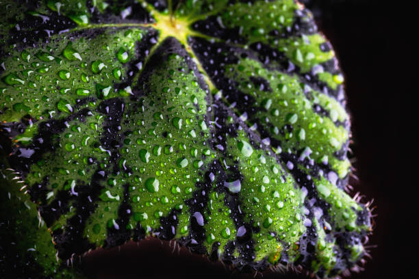 istock decorative begonia tiger in drops of water 868054722