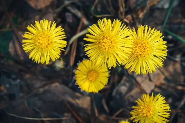 Beautiful yellow flowers of coltsfoot in spring forest, close up photo, top view