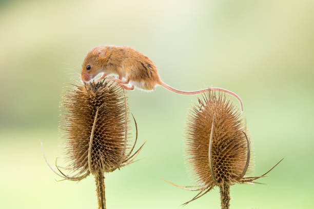 istock Leap Of Faith 868056986