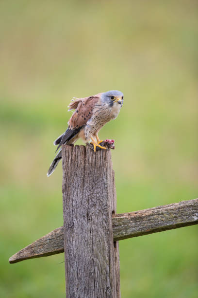 sokół tinnunculus - kestrel hawk beak falcon zdjęcia i obrazy z banku zdjęć