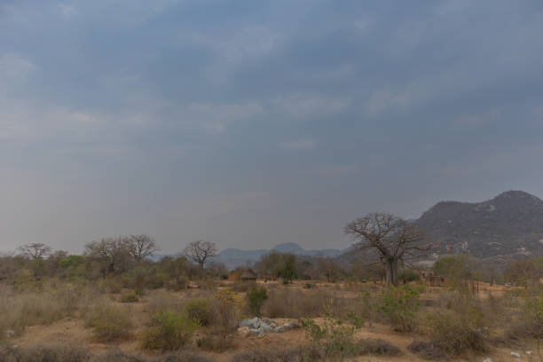 istock Famous tree of africa. Baobab. Angola. 868057620