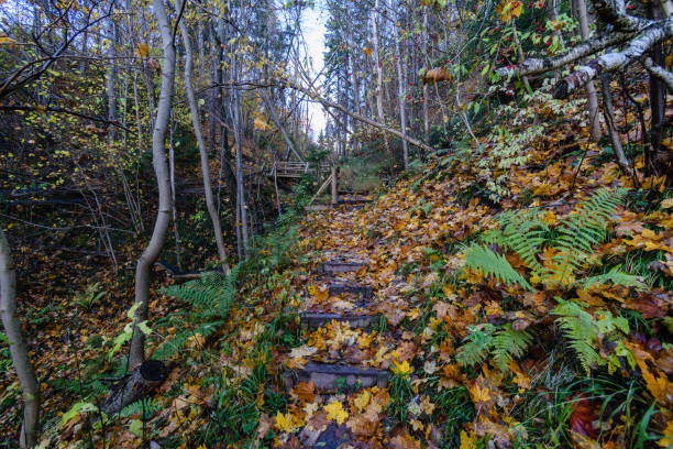 istock autumn colored tree leaves in the park 868060564