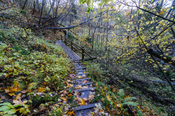 istock autumn colored tree leaves in the park 868060590