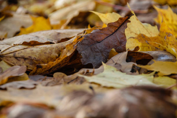 istock autumn colored tree leaves in the park 868060606
