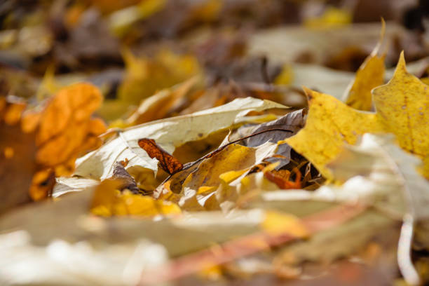 istock autumn colored tree leaves in the park 868060614