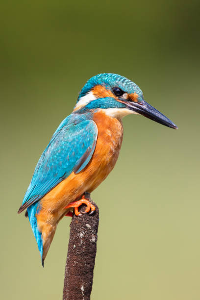 istock Stunning Male Kingfisher 868064602