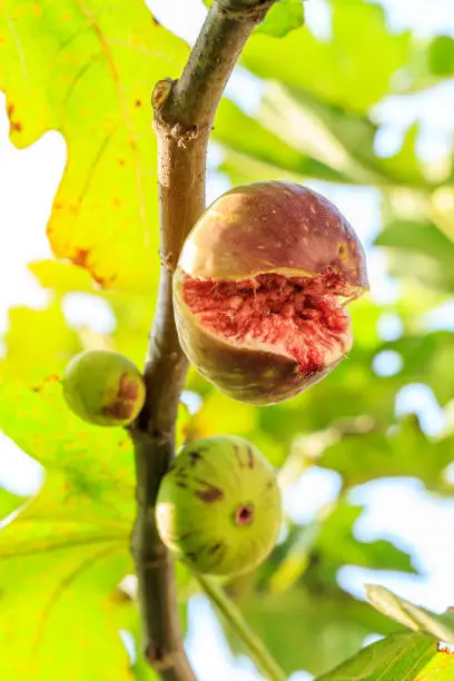 fresh figs ripening on a fig tree,fruit cracked