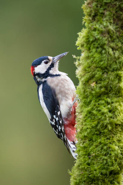 istock Male Woodpecker 868065122