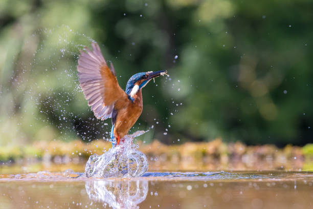 Emerging Kingfisher stock photo