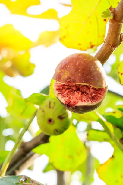 fresh figs ripening on a fig tree,fruit cracked