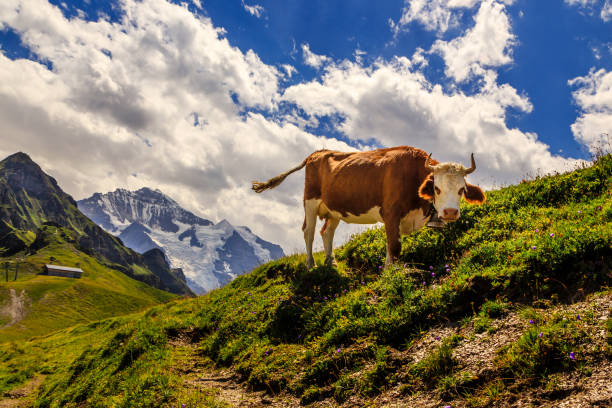 Cow on mt Männlichen in the Swiss Alps near Lauterbrunnen. The famous mt Jungfrau in the background.