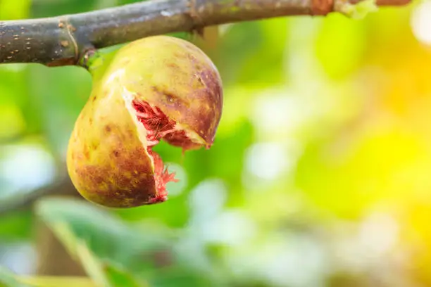 fresh figs ripening on a fig tree,fruit cracked