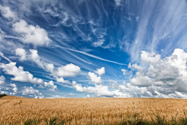 istock Field of barley 868068318