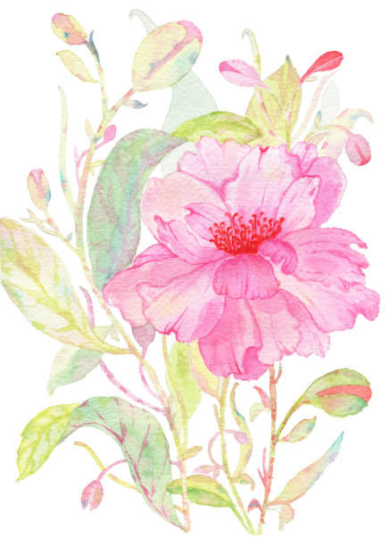istock Watercolor hand painted flower pink peony with bud, leaves isolated on white background 868068468