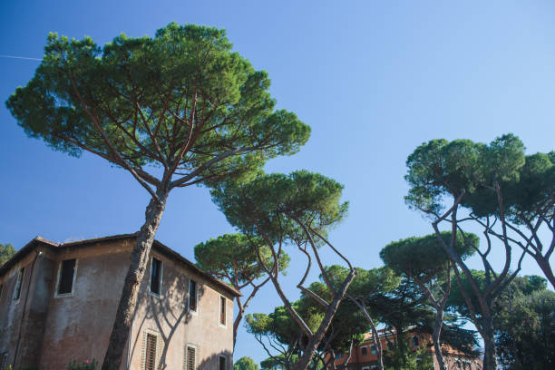 autumn Rome Colosseum Italy travel old tourism
