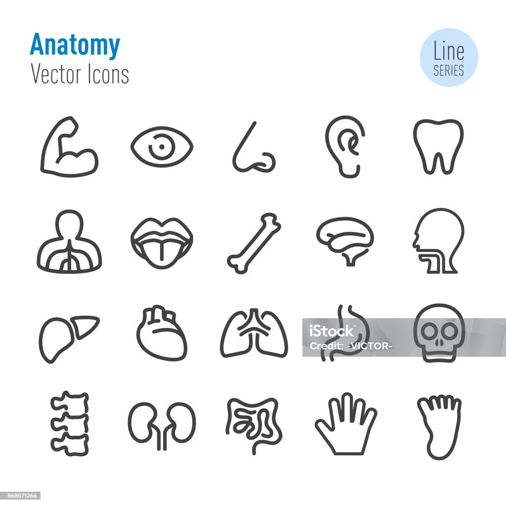 Menschliche Anatomie Icons - Vektor-Line-Serie - Lizenzfrei Icon Vektorgrafik