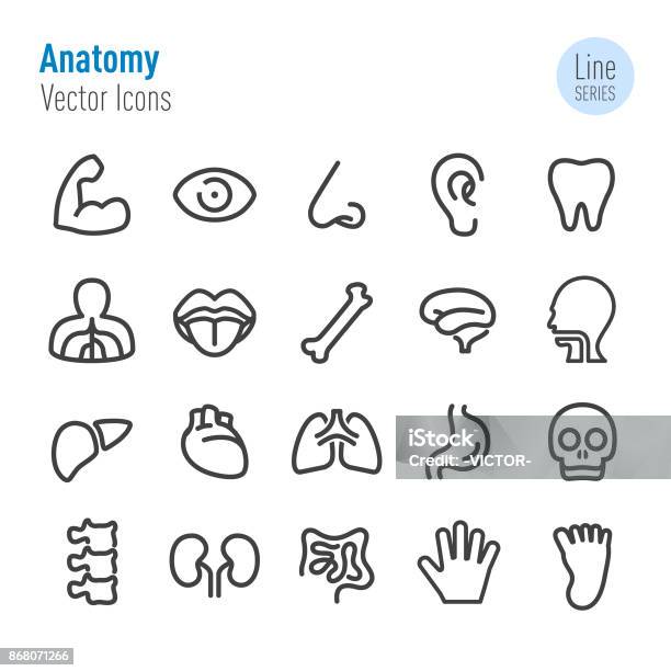 Menschliche Anatomie Icons Vektorlineserie Stock Vektor Art und mehr Bilder von Icon - Icon, Sinneswahrnehmung, Menschlicher Körper