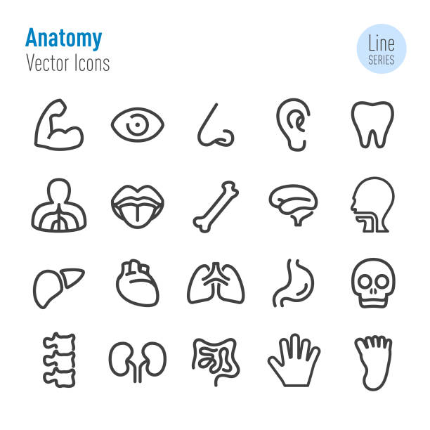иконки анатомии человека - серия векторной линии - human muscle illustrations stock illustrations