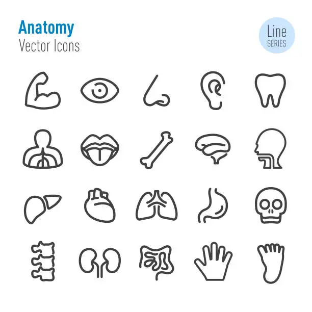 Vector illustration of Human Anatomy Icons - Vector Line Series