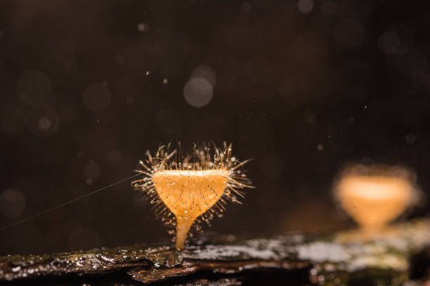 Champagne Cup in wild. Hairy mushroom stock photo