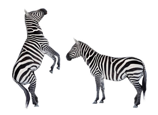 two zebras playing on white background. - africa south africa african culture plain imagens e fotografias de stock