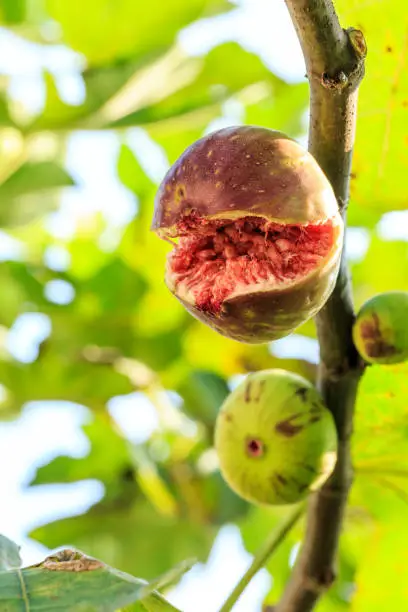 fresh figs ripening on a fig tree,fruit cracked