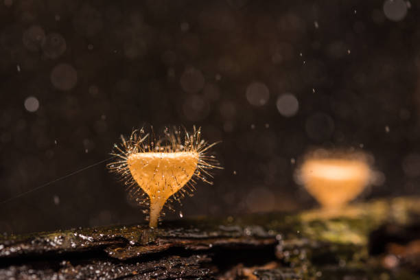 Champagne Cup in wild. Hairy mushroom stock photo